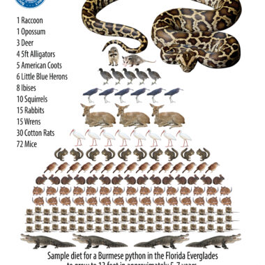 Reticulated Python Food: Feeding Guide