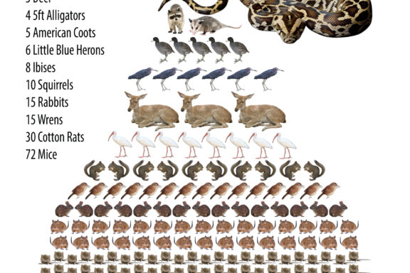 Reticulated Python Food: Feeding Guide