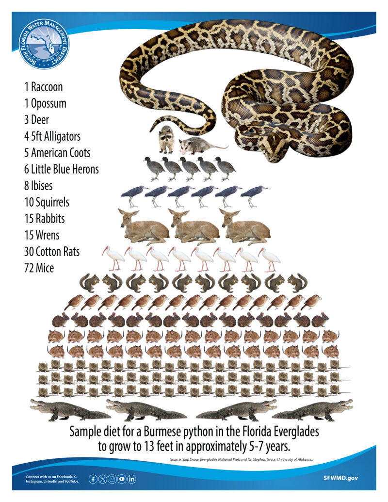 Reticulated Python Food: Feeding Guide