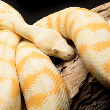 Reticulated Python Habitat: Natural Home Guide