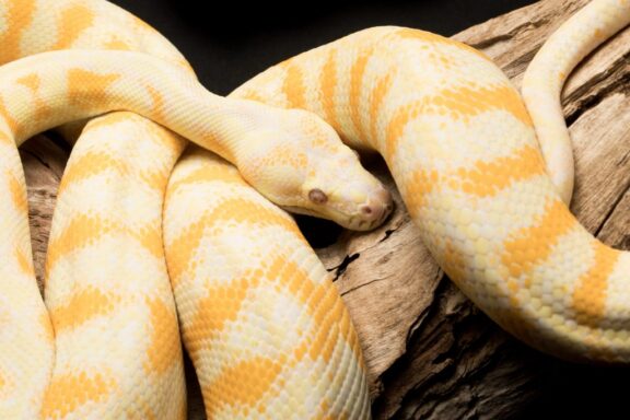 Reticulated Python Habitat: Natural Home Guide