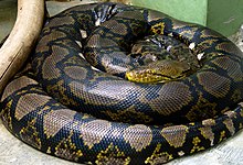 Reticulated Python Lifespan: Age Guide