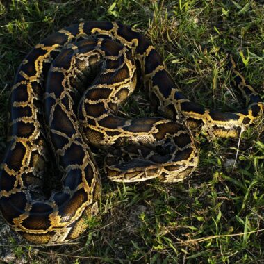 Reticulated Python Predators: Survival Guide