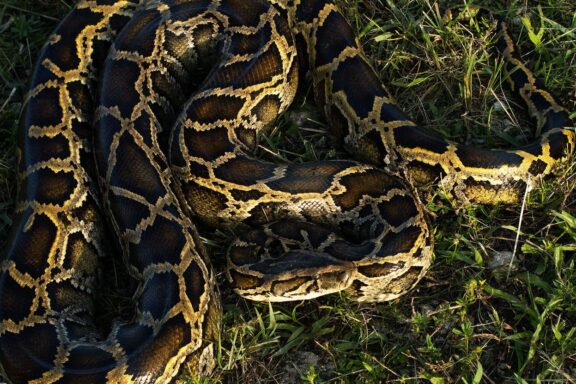 Reticulated Python Predators: Survival Guide