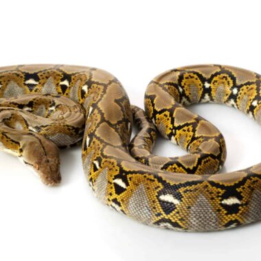 Reticulated Python Size: Ultimate Growth Guide