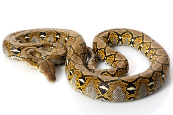 Reticulated Python Size: Ultimate Growth Guide