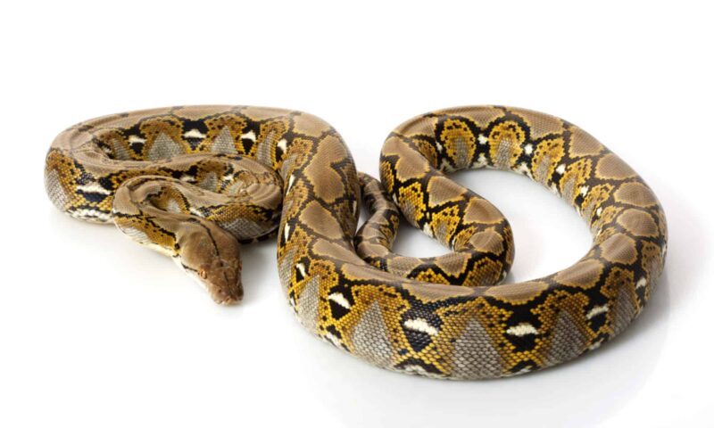 Reticulated Python Size: Ultimate Growth Guide