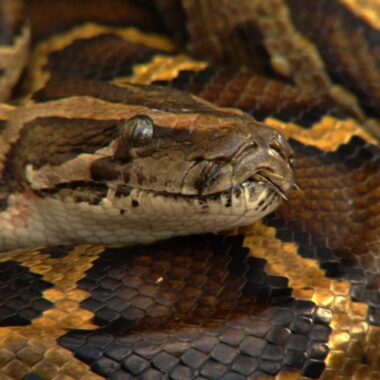 Reticulated Python Venom: Facts & Safety