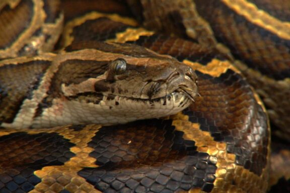 Reticulated Python Venom: Facts & Safety