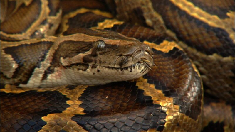 Reticulated Python Venom: Facts & Safety