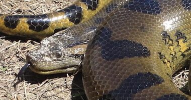 Reticulated Python vs Anaconda: Size & Strength