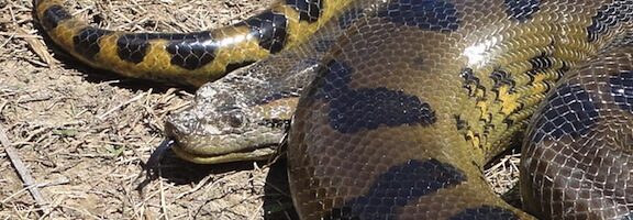 Reticulated Python vs Anaconda: Size & Strength