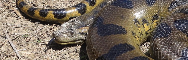 Reticulated Python vs Anaconda: Size & Strength