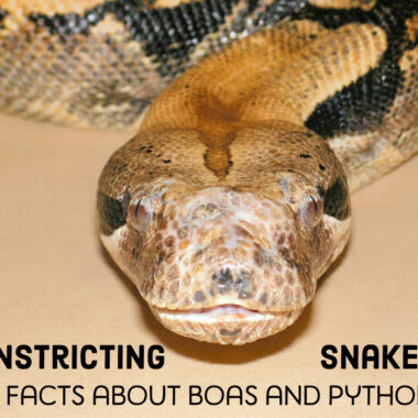 Reticulated Python vs Ball Python: Compare Guide