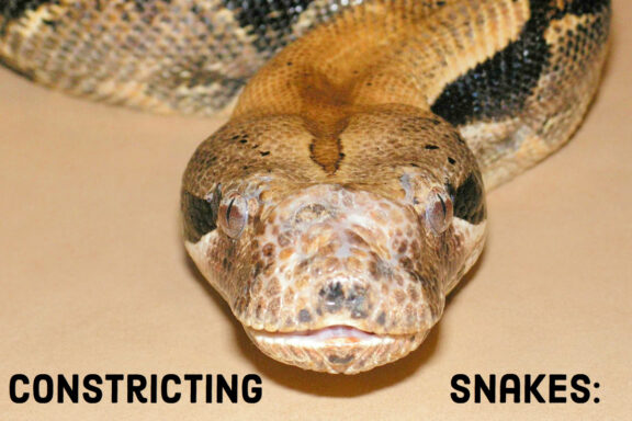 Reticulated Python vs Ball Python: Compare Guide