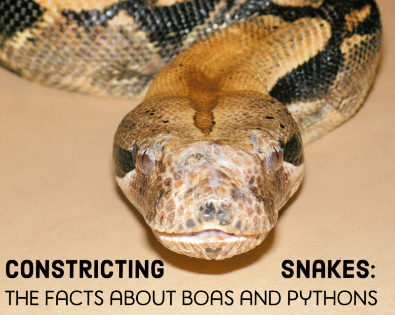 Reticulated Python vs Ball Python: Compare Guide