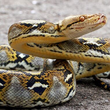 Reticulated Python Weight: Size Facts