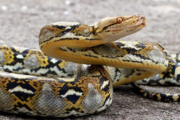 Reticulated Python Weight: Size Facts