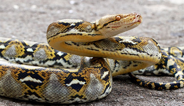 Reticulated Python Weight: Size Facts