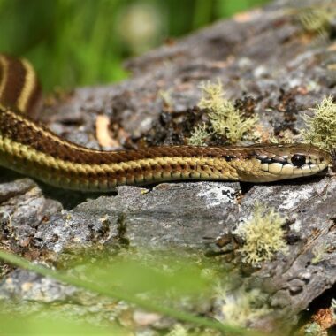 Ribbon Snake vs Garter Snake: Key Differences