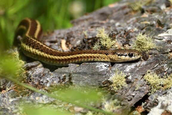 Ribbon Snake vs Garter Snake: Key Differences