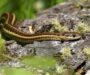 Ribbon Snake vs Garter Snake: Key Differences