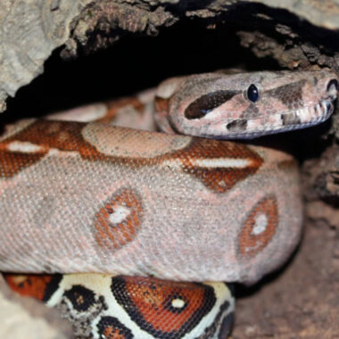 Rosy Boa Albino: Color Morph Guide