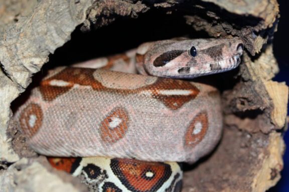 Rosy Boa Albino: Color Morph Guide