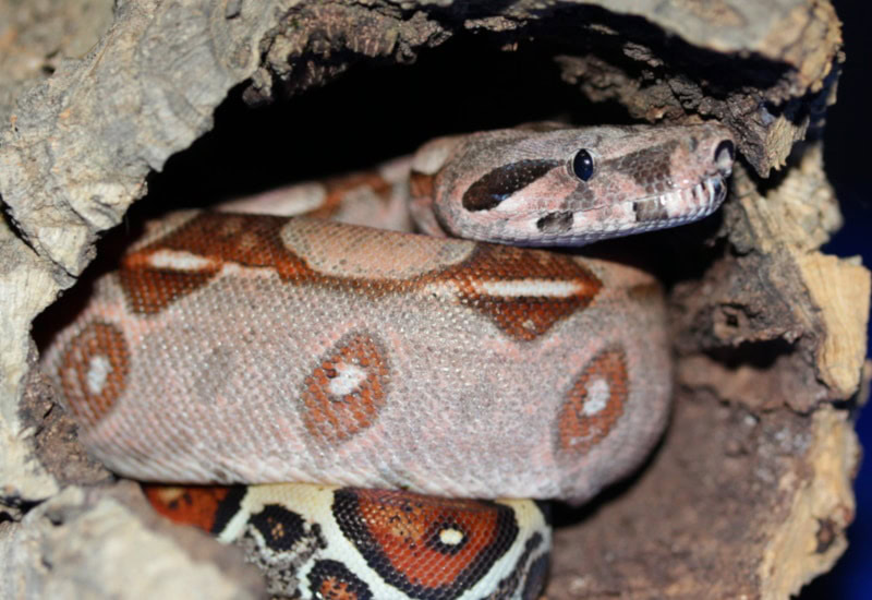 Rosy Boa Albino: Color Morph Guide