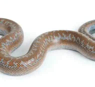 Rosy Boa Care: Essential Guide for Owners