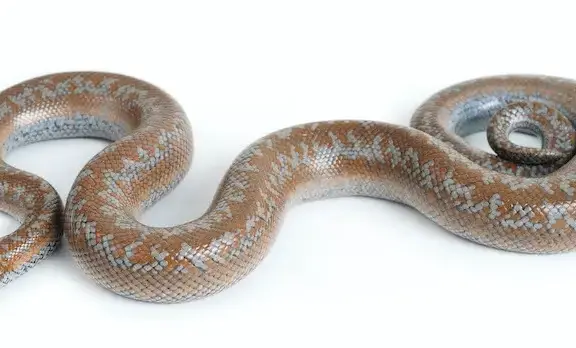 Rosy Boa Care: Essential Guide for Owners