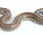 Rosy Boa Care: Essential Guide for Owners