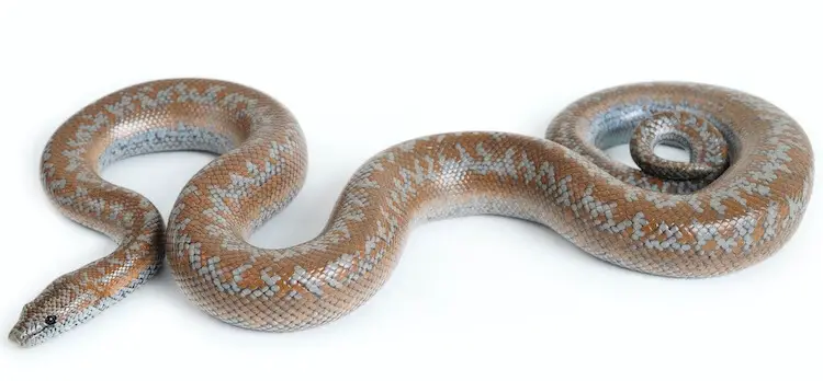 Rosy Boa Care: Essential Guide for Owners