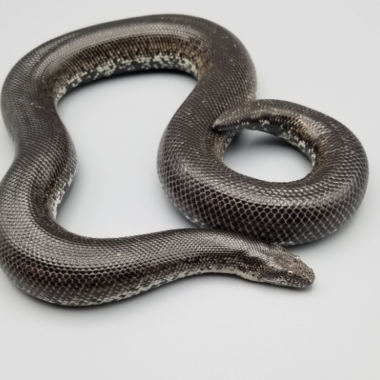 Rosy Boa Colors: Natural Pattern Guide