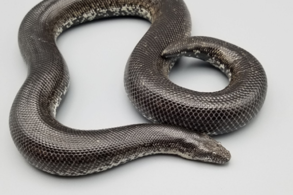 Rosy Boa Colors: Natural Pattern Guide