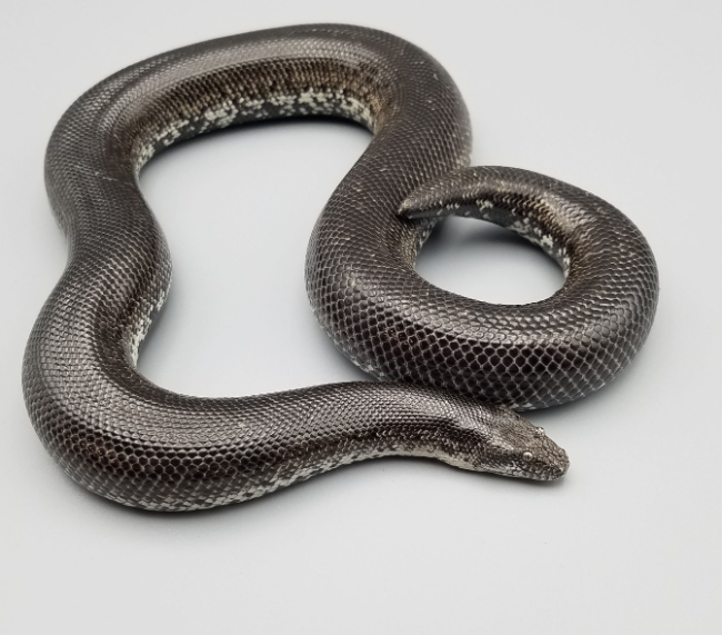 Rosy Boa Colors: Natural Pattern Guide