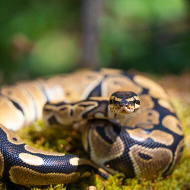 Rosy Boa Cost: Price Range & Care Expenses