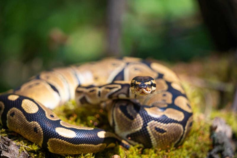 Rosy Boa Cost: Price Range & Care Expenses