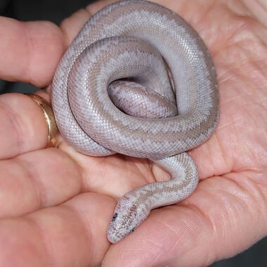 Rosy Boa Humidity: Perfect Levels Guide