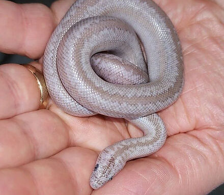 Rosy Boa Humidity: Perfect Levels Guide