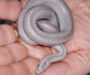 Rosy Boa Humidity: Perfect Levels Guide