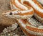 Rosy Boa Life Expectancy: Longevity Guide