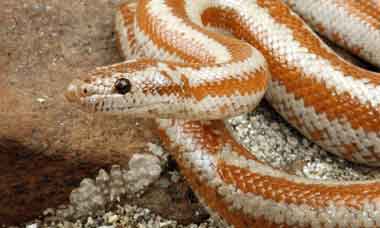 Rosy Boa Life Expectancy: Longevity Guide