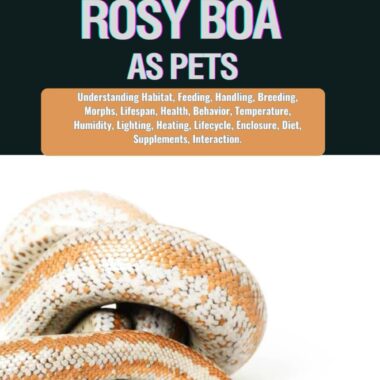 Rosy Boa Pet: Complete Ownership Guide