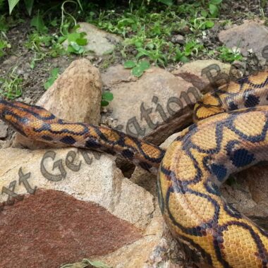 Rosy Boa Size: Complete Growth Guide