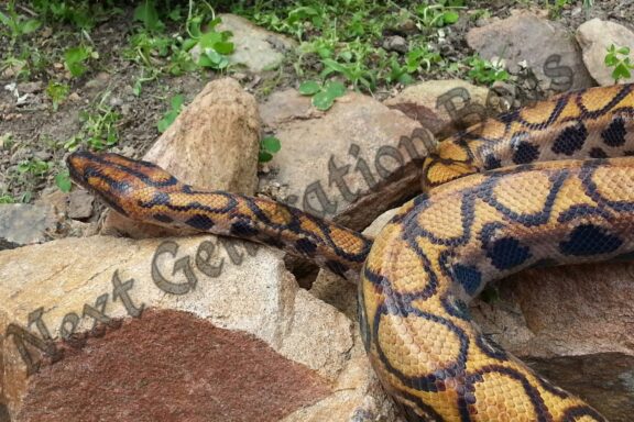 Rosy Boa Size: Complete Growth Guide