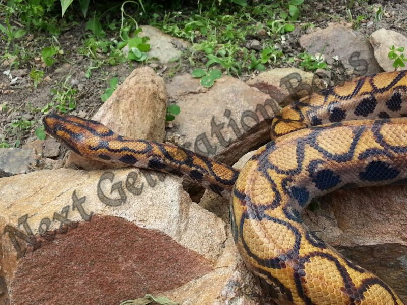 Rosy Boa Size: Complete Growth Guide