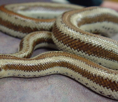 Rosy Boa Temperature: Optimal Range Guide