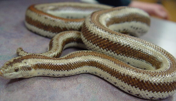 Rosy Boa Temperature: Optimal Range Guide