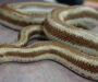 Rosy Boa Temperature: Optimal Range Guide